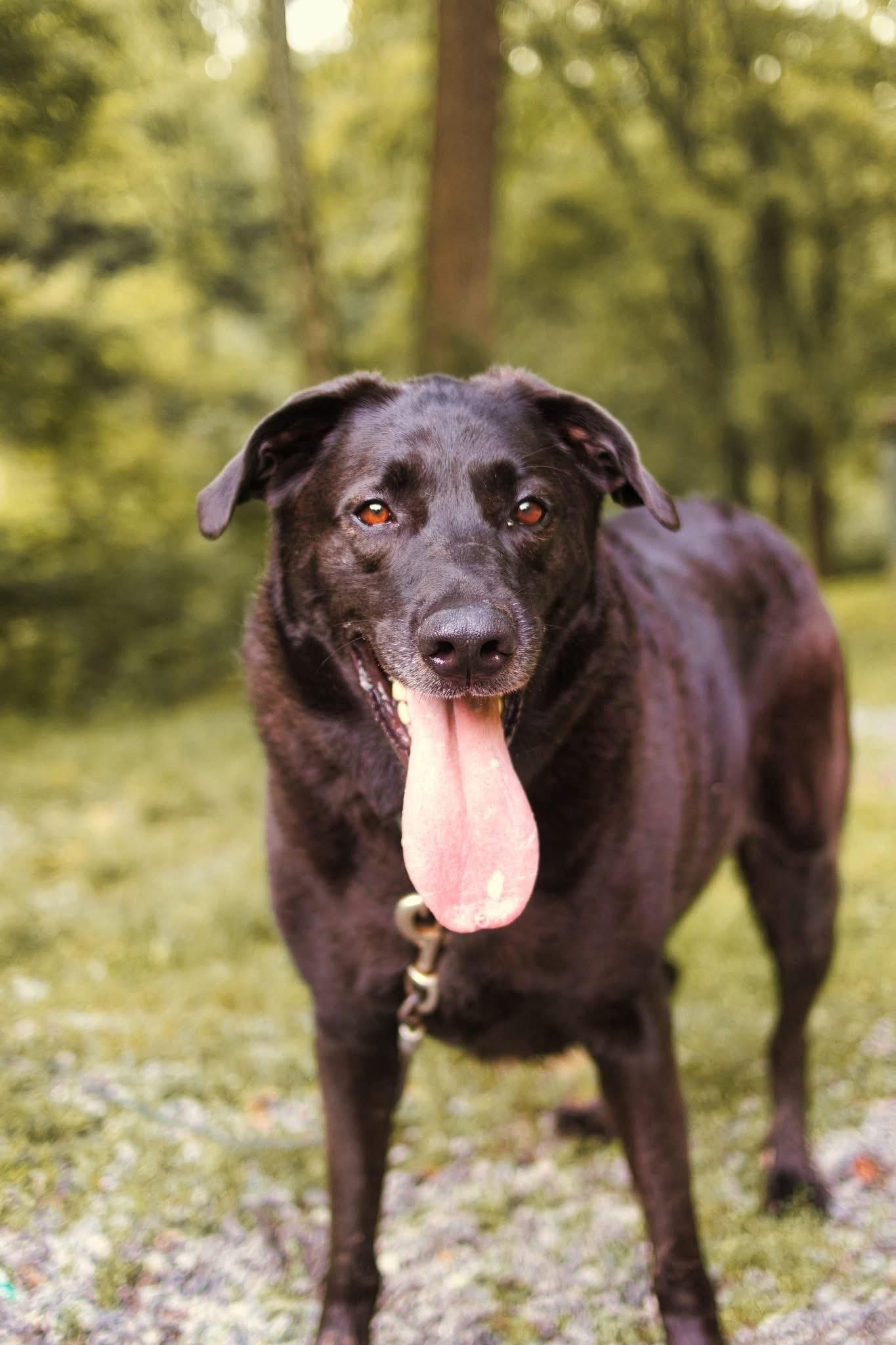 Maggie, Adoptable, Adult Female Black Labrador Retriever.