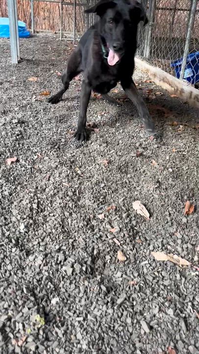 Enlarge Maggie, a Adoptable mixed breed in Grafton, WV video 2/5