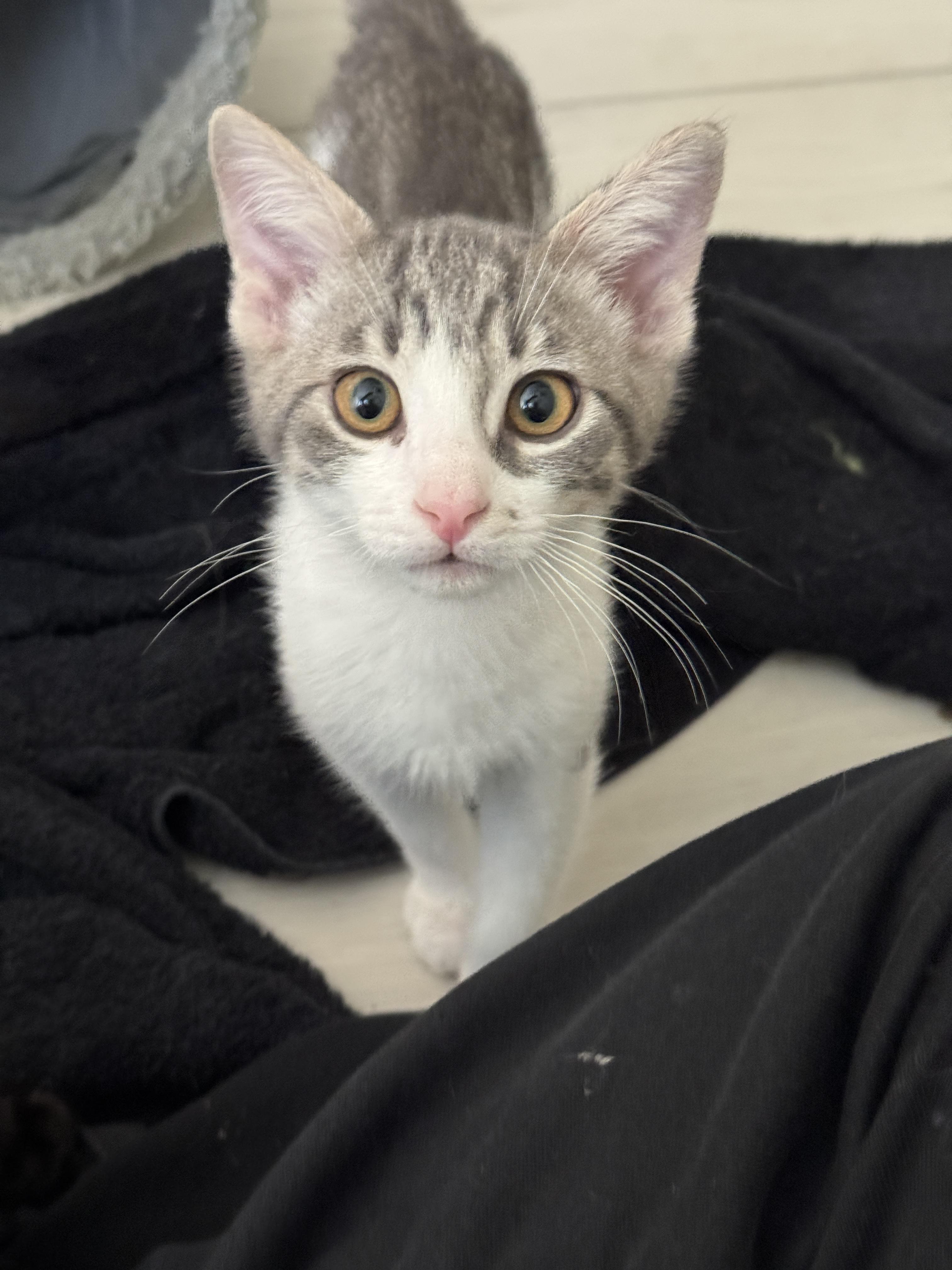 Enlarge Gizmo 60, an adopted mixed breed in Youngtown, AZ image 1/3