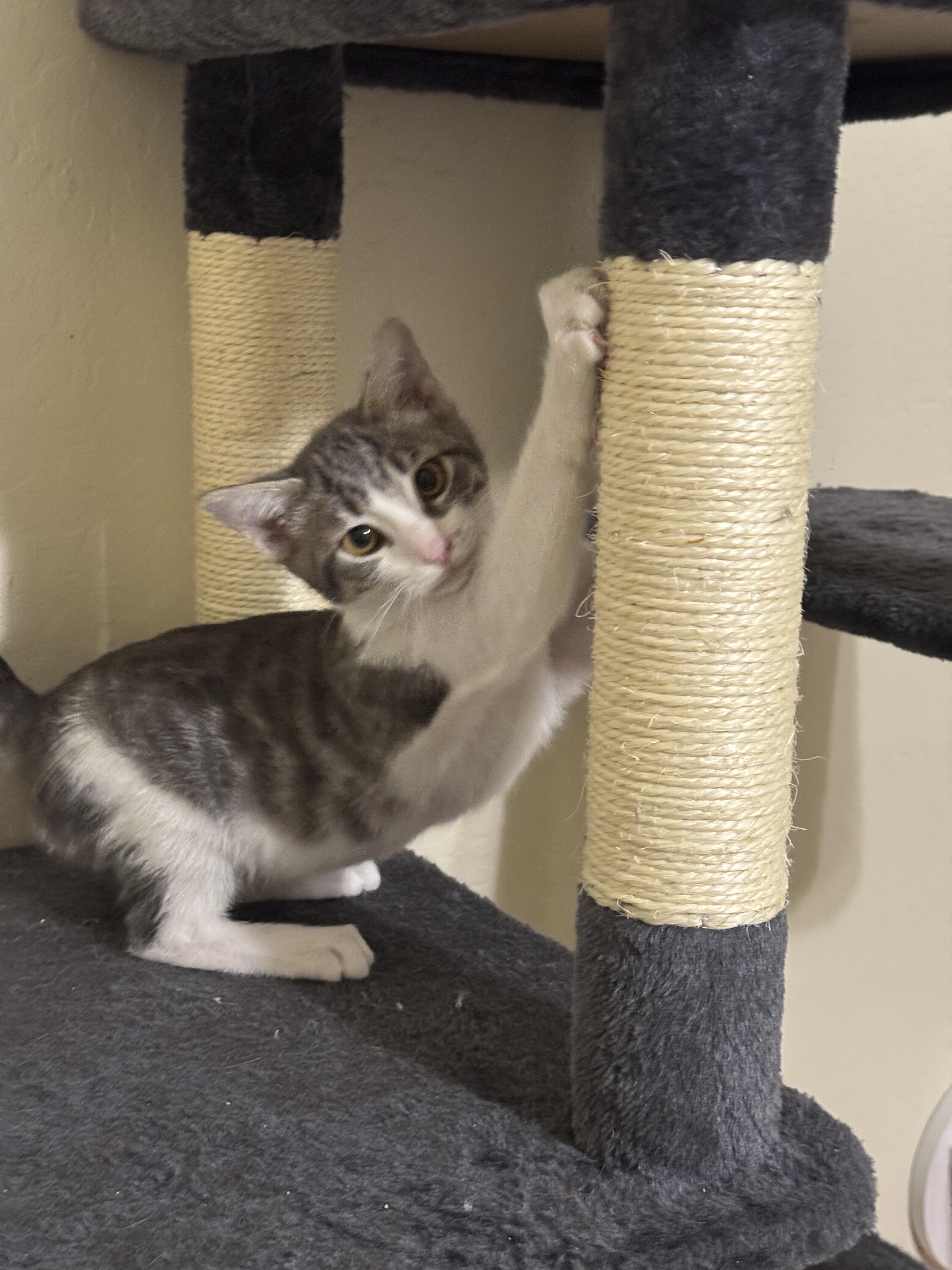 Enlarge Gizmo 60, an adopted mixed breed in Youngtown, AZ image 2/3