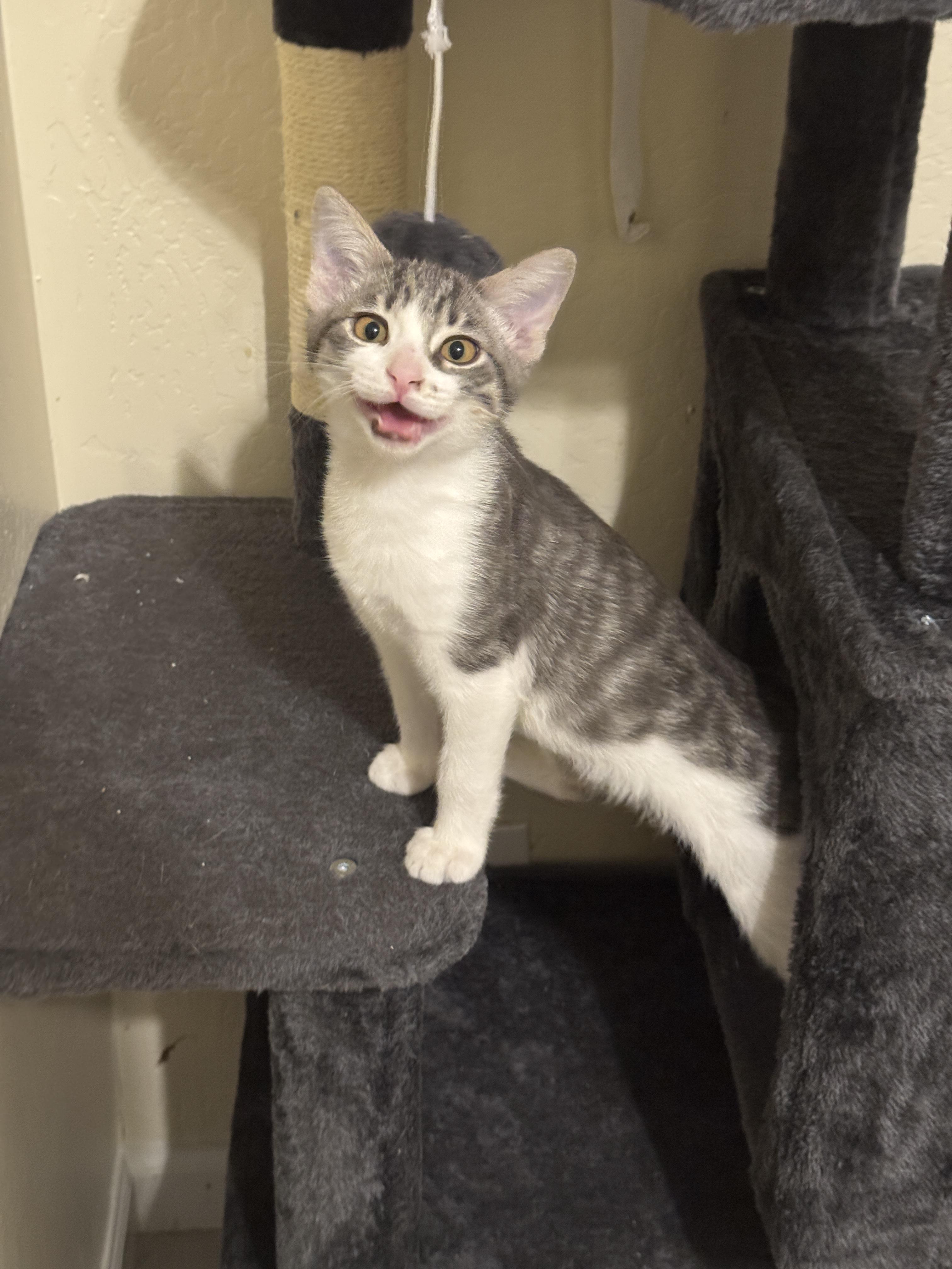 Enlarge Gizmo 60, an adopted mixed breed in Youngtown, AZ image 3/3