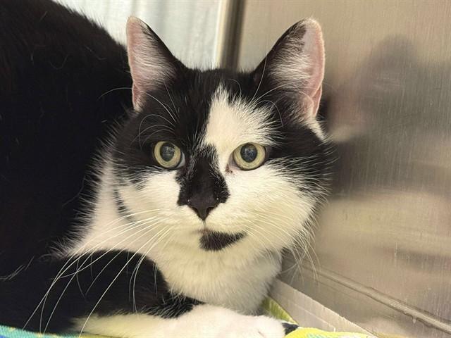 Enlarge Inky, a Adoptable Domestic Short Hair in Perkiomenville, PA image 1/1