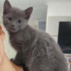 Opal (Kix), Adoptable, Kitten Female Domestic Short Hair.