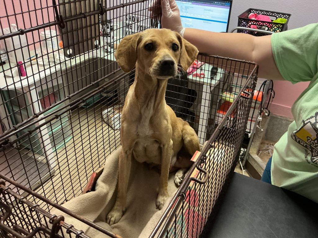 Berry, Adoptable, Young Female Chihuahua & Terrier.