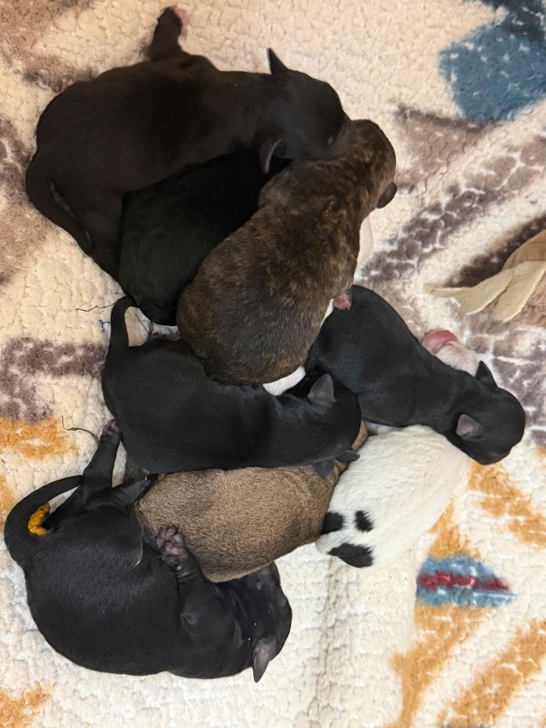 Enlarge Berry, a Adoptable mixed breed in New Braunfels, TX image 2/3