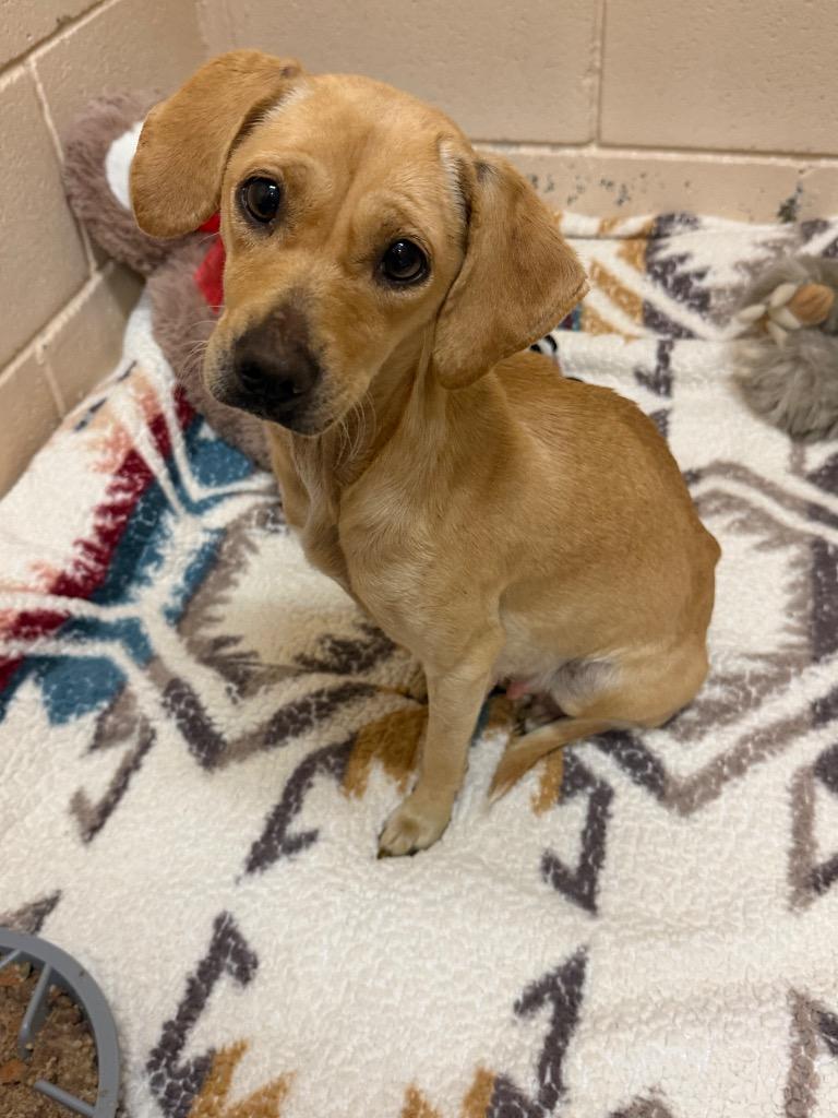 Enlarge Berry, a Adoptable mixed breed in New Braunfels, TX image 3/3