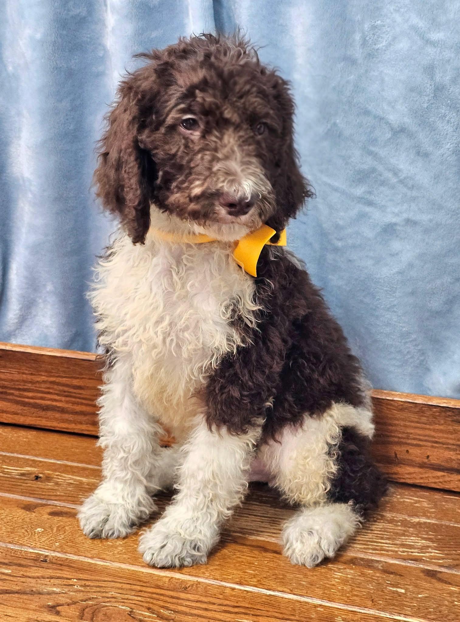 Pesto, Adoptable, Puppy Male Standard Poodle.