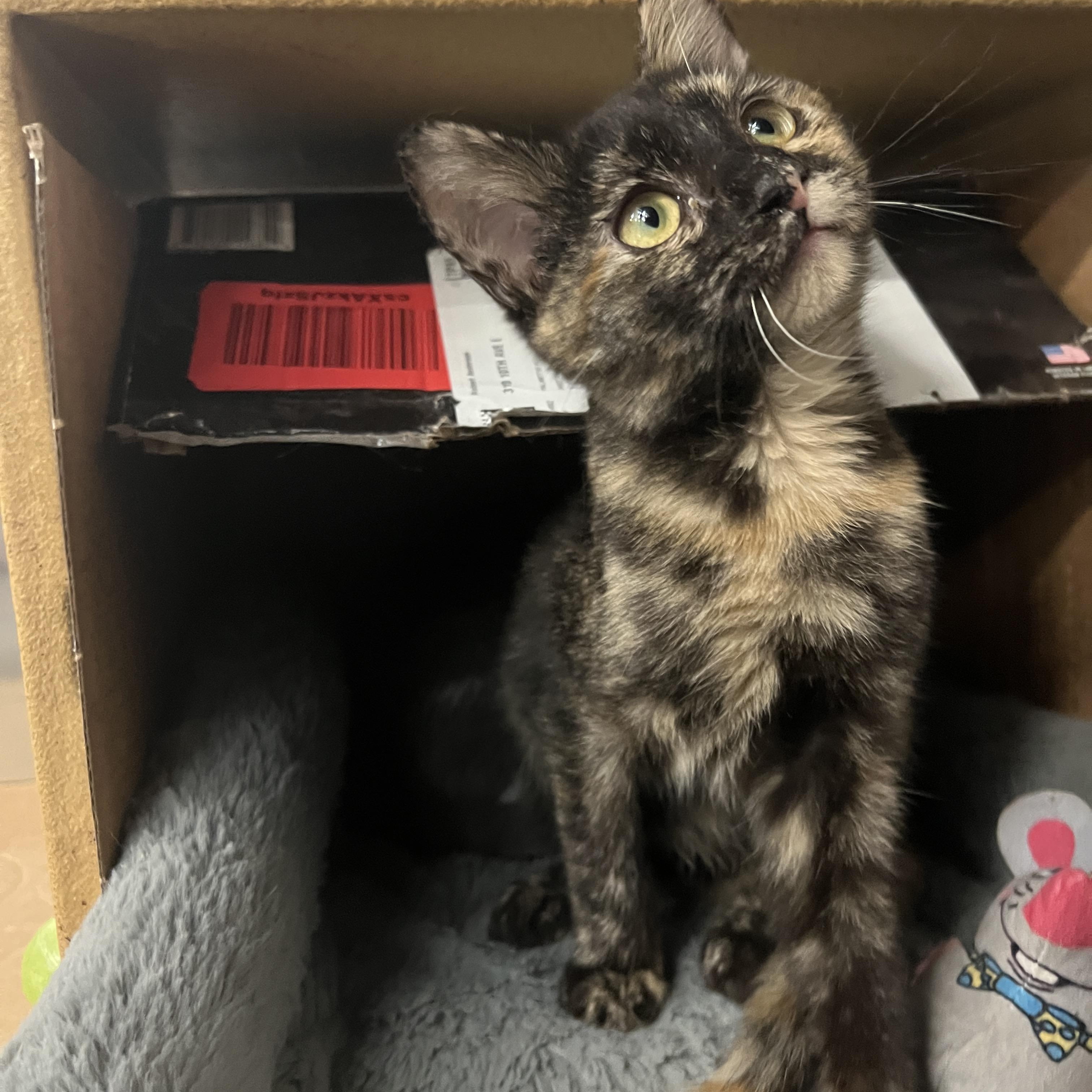 Dalia, adopted, Kitten Female Tortoiseshell.