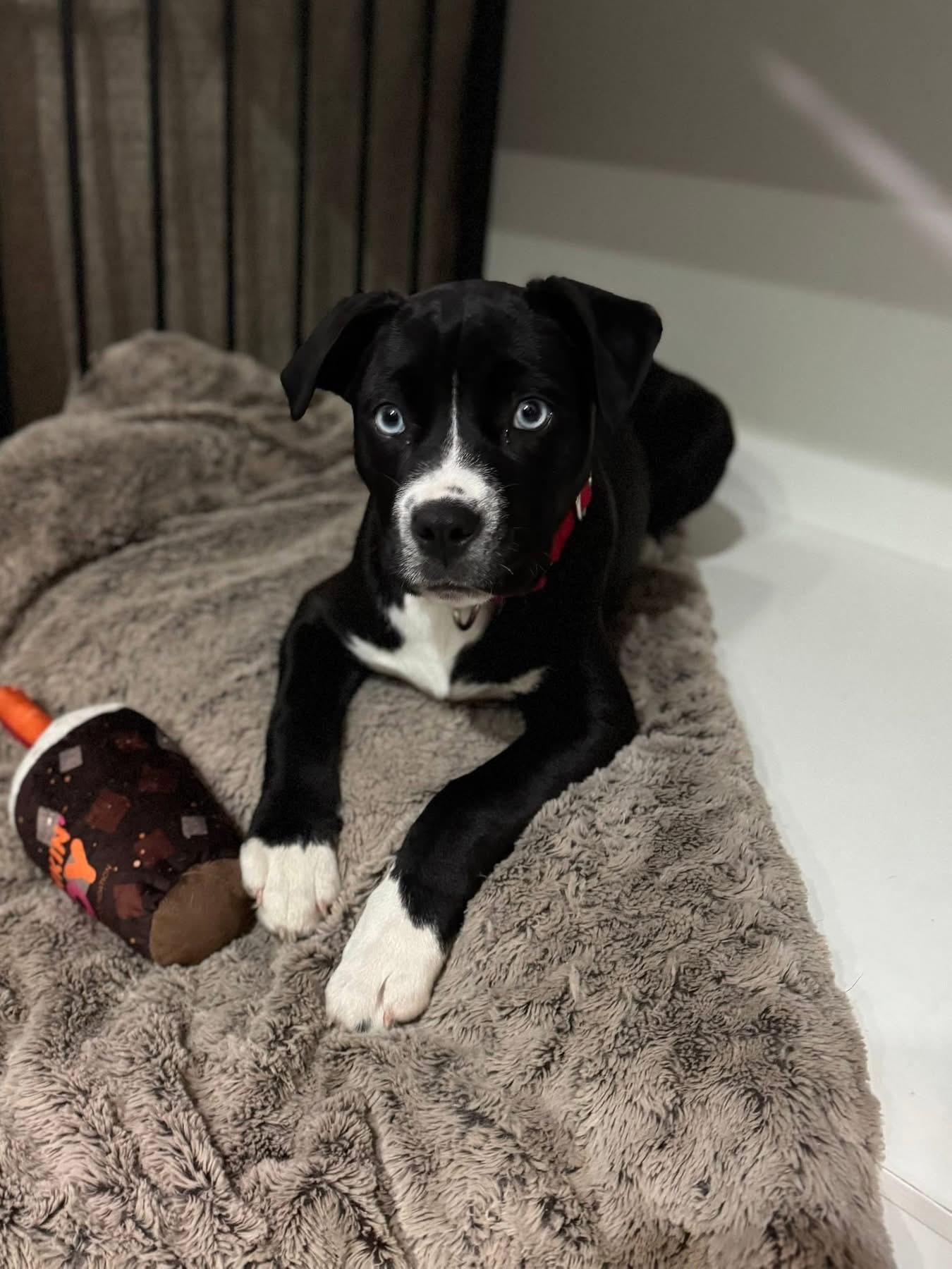 Enlarge Marsha, an adopted mixed breed in Pembroke, MA image 2/3