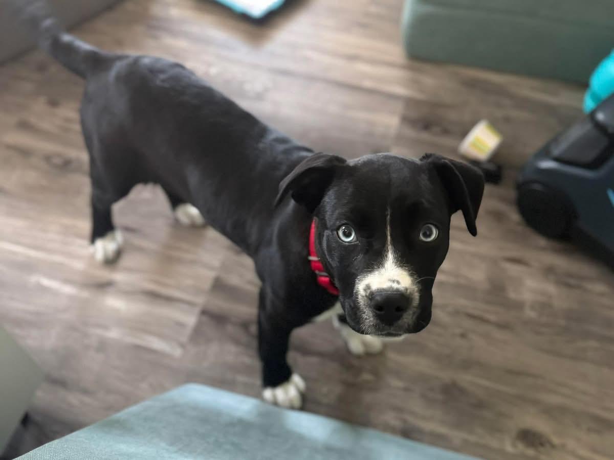 Enlarge Marsha, an adopted mixed breed in Pembroke, MA image 3/3