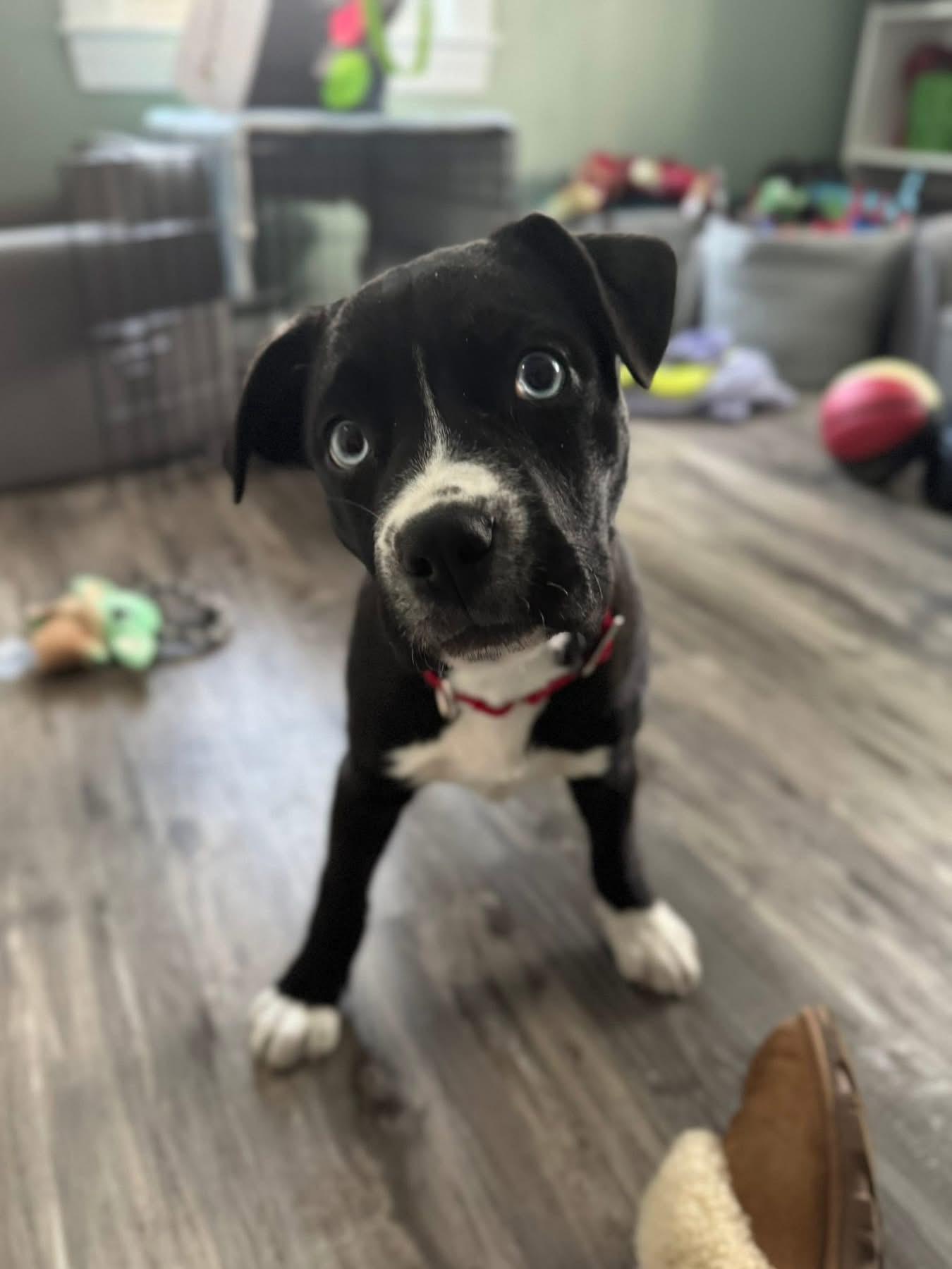 Enlarge Marsha, an adopted mixed breed in Pembroke, MA image 1/3