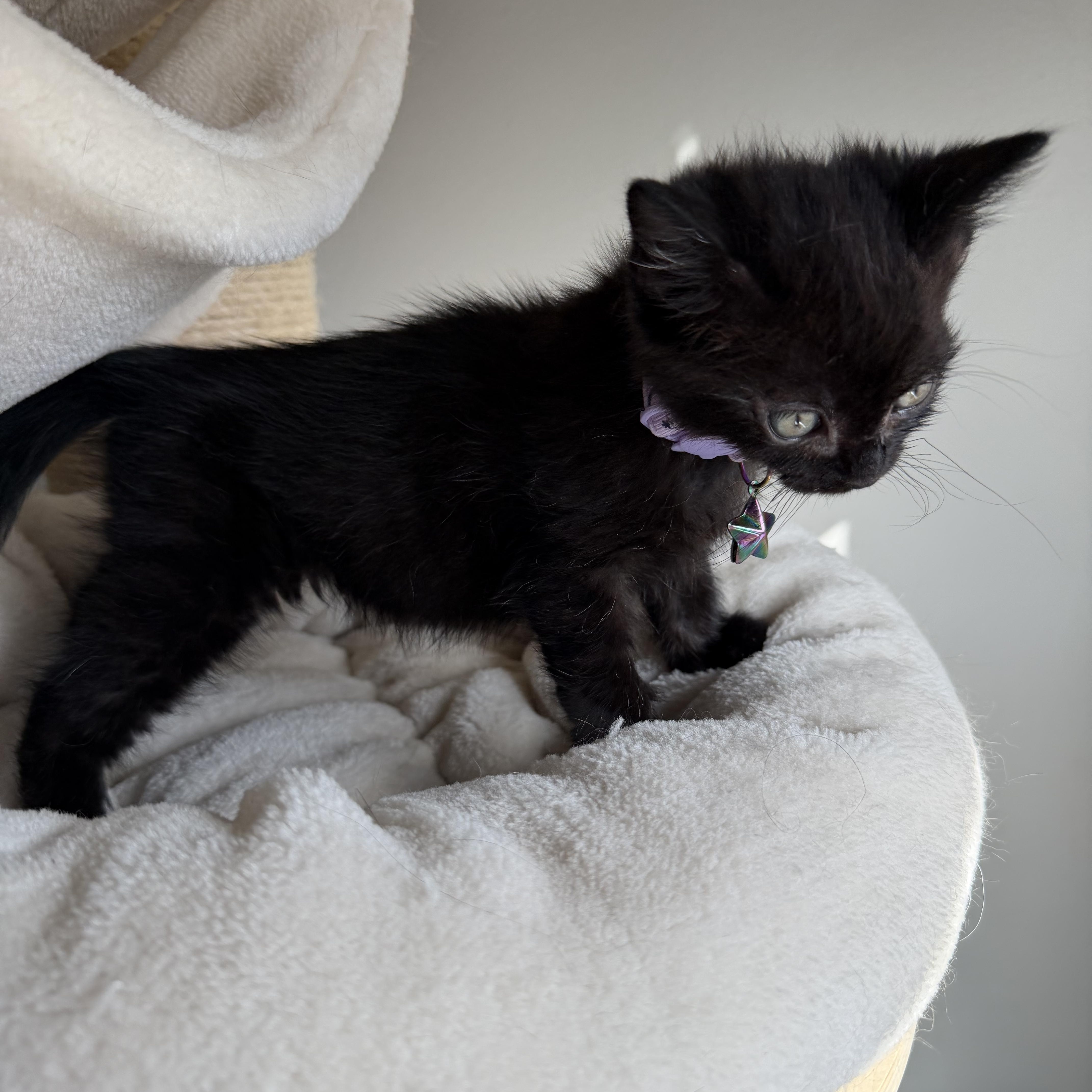 Enlarge Char, a Adoptable Domestic Short Hair in Washington, DC image 3/3