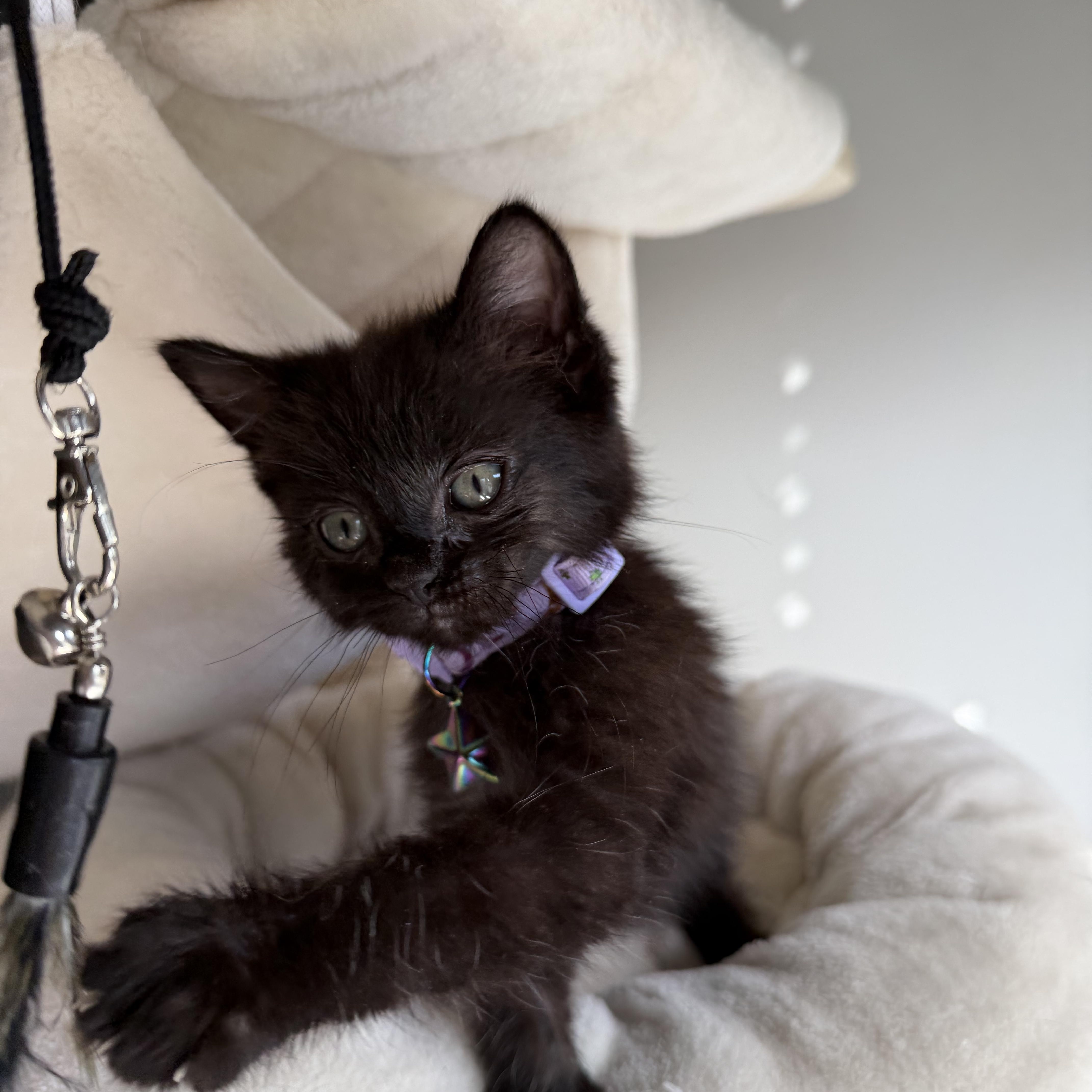 Enlarge Char, a Adoptable Domestic Short Hair in Washington, DC image 2/3