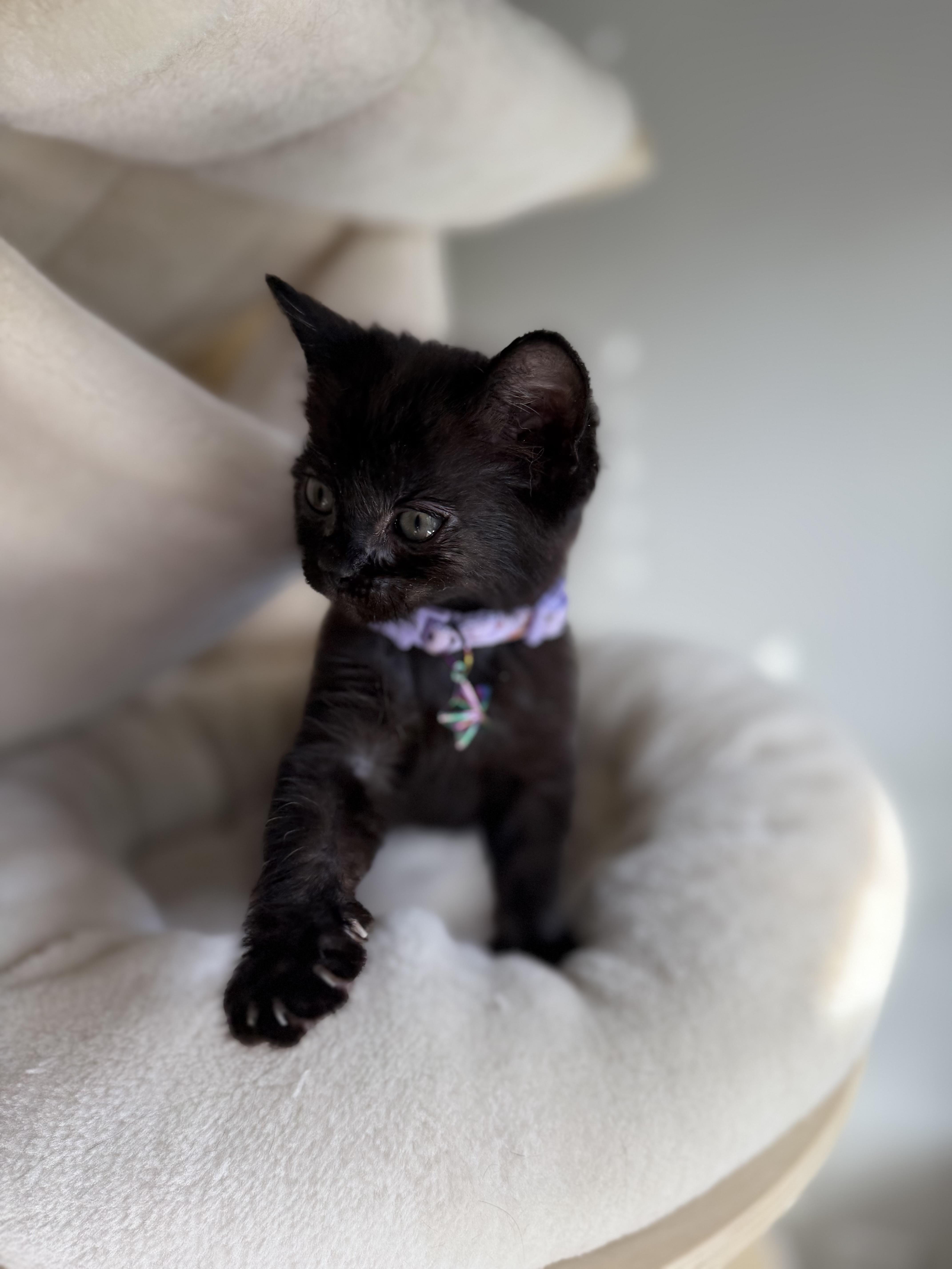 Char, Adoptable, Kitten Female Domestic Short Hair.