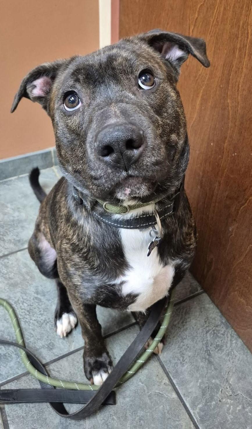 Enlarge Paddington, a Adoptable Pit Bull Terrier in Hillside, IL image 1/3