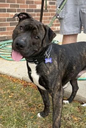 Paddington, a Adoptable Pit Bull Terrier in Hillside, IL image 1/3
