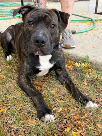 Paddington, a Adoptable Pit Bull Terrier in Hillside, IL image 2/3