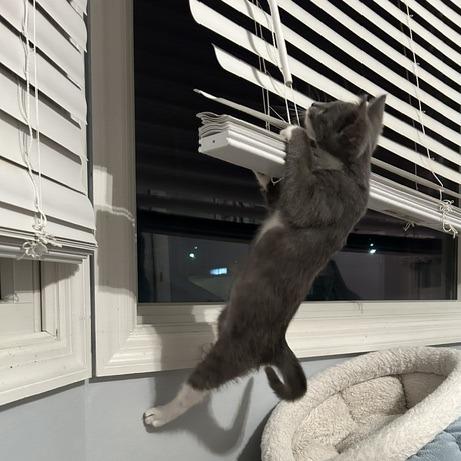 Lovely Rita, Adoptable, Kitten Female Domestic Short Hair.