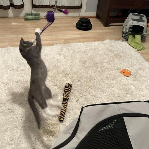 Enlarge Lovely Rita, a Adoptable Domestic Short Hair in St. Louis, MO image 2/6