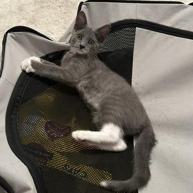 Enlarge Lovely Rita, a Adoptable Domestic Short Hair in St. Louis, MO image 3/6