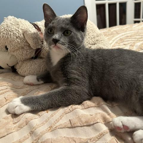 Enlarge Lovely Rita, a Adoptable Domestic Short Hair in St. Louis, MO image 6/6