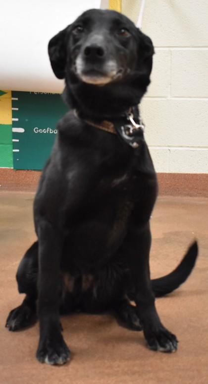 Bex (92960), ADOPTABLE, Adult Female Border Collie & Labrador Retriever.