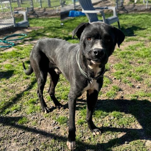 WAYLON, Adoptable, Adult Male Labrador Retriever & Mixed Breed.