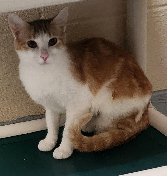 260081 Joy, Adoptable, Adult Female Domestic Short Hair.