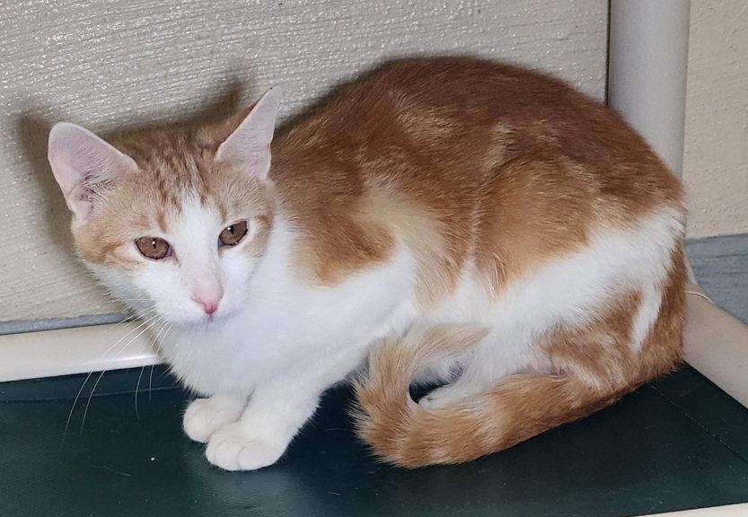 260081 Joy, a Adoptable Domestic Short Hair in Wetumpka, AL image 2/3