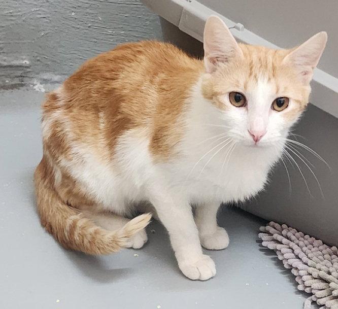 260081 Joy, a Adoptable Domestic Short Hair in Wetumpka, AL image 3/3