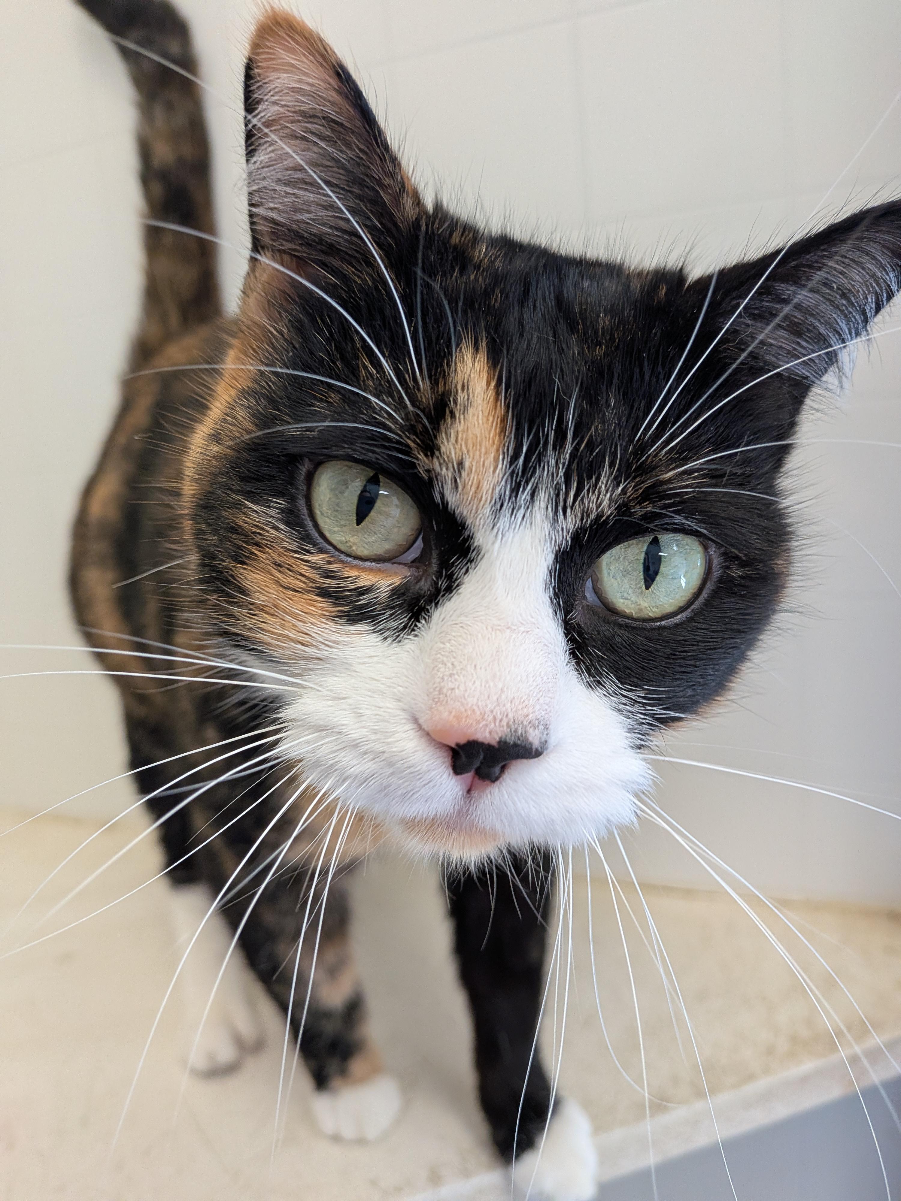 Azula, ADOPTABLE, Adult Female Tortoiseshell & Calico.