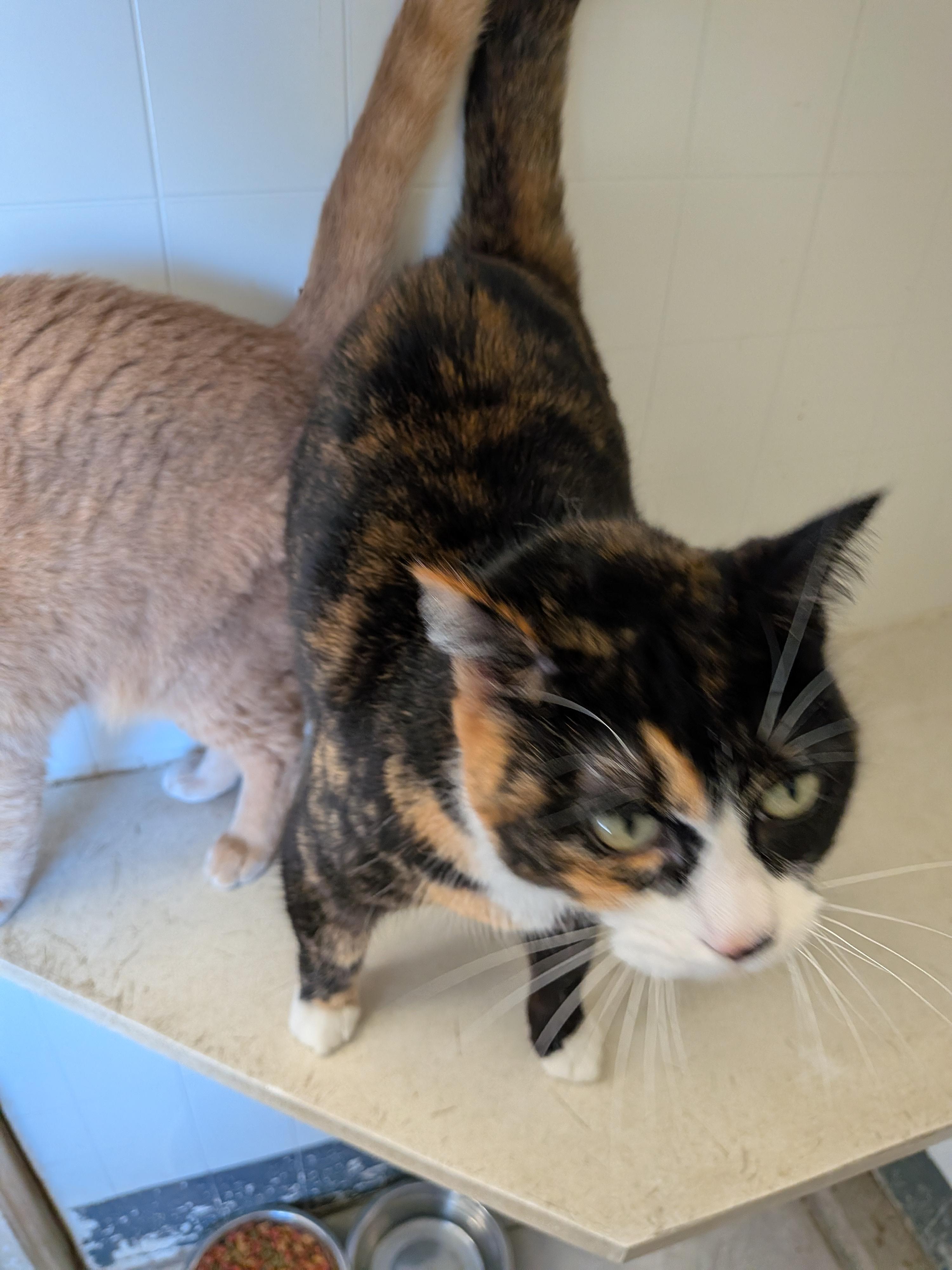 Enlarge Azula, a ADOPTABLE mixed breed in Hermiston, OR image 3/4