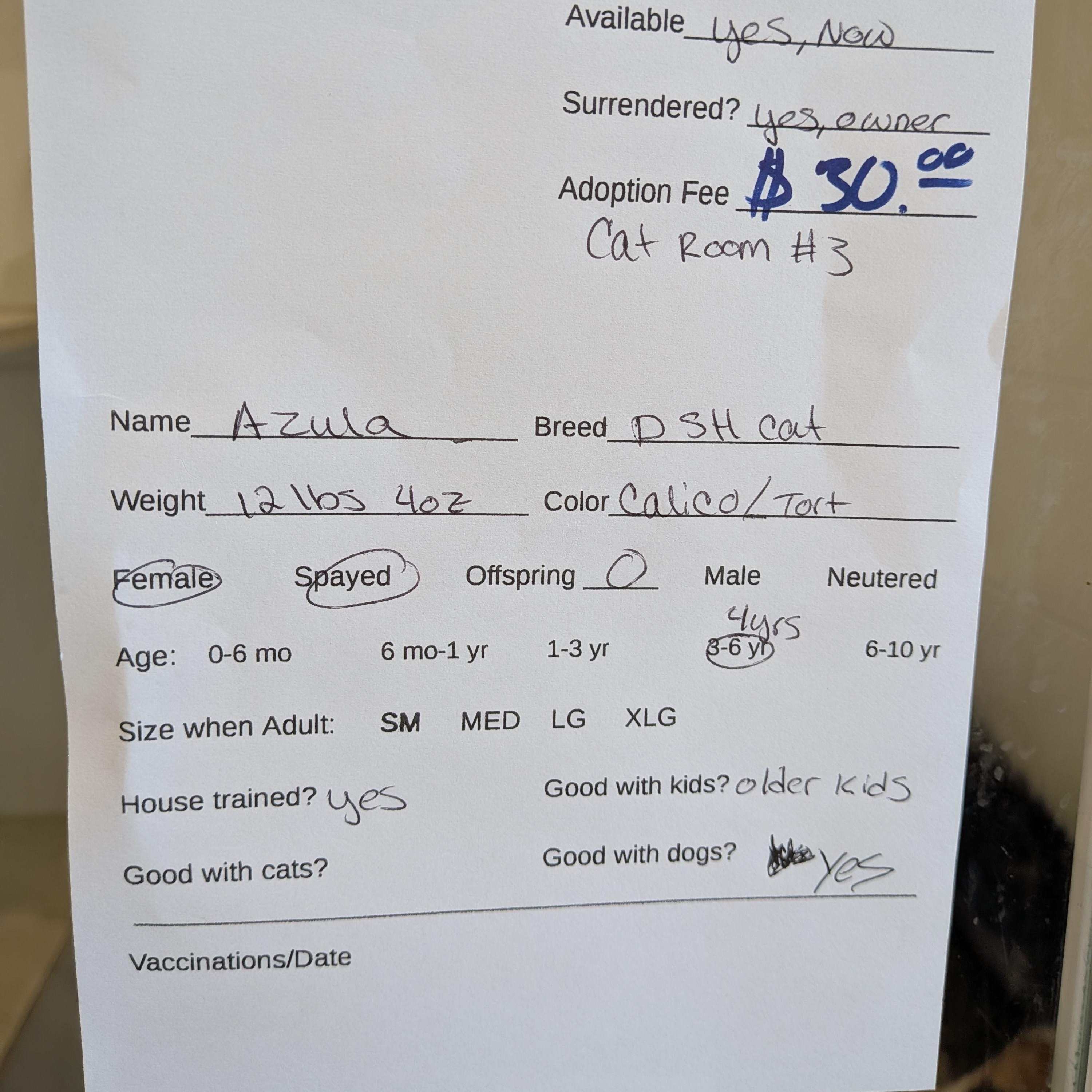 Enlarge Azula, a ADOPTABLE mixed breed in Hermiston, OR image 4/4