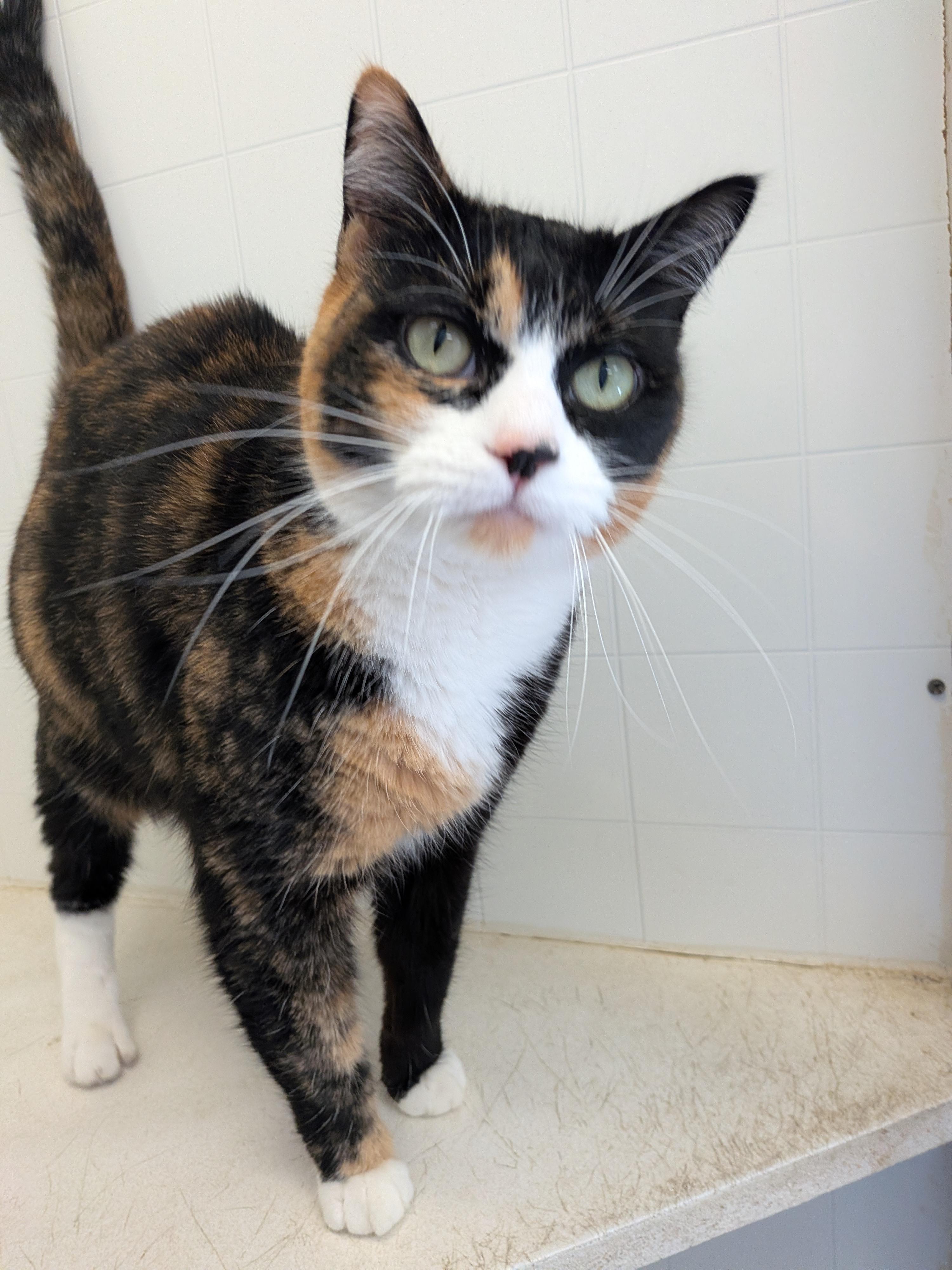 Enlarge Azula, a ADOPTABLE mixed breed in Hermiston, OR image 2/4