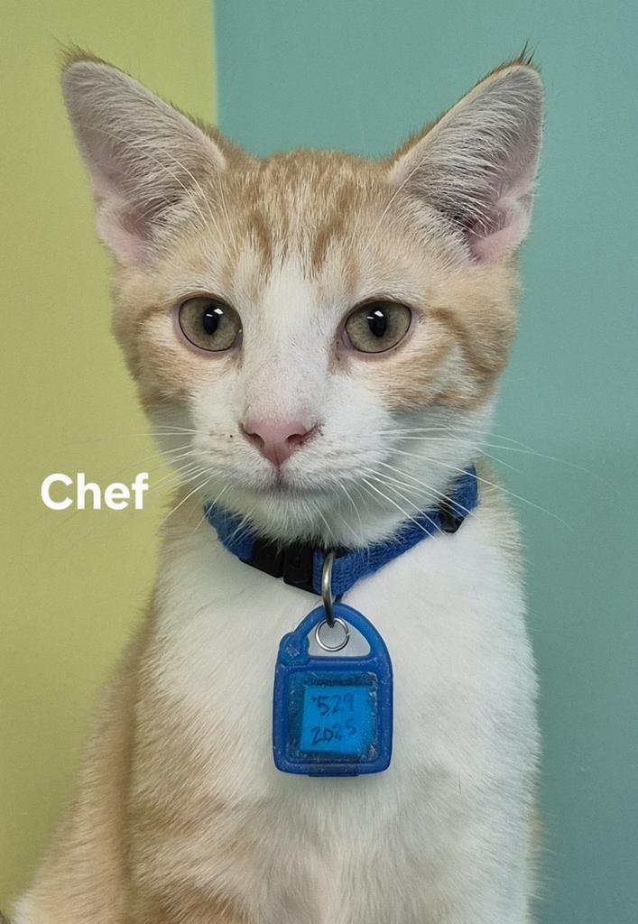 Chef, Adoptable, Young Male Domestic Short Hair.