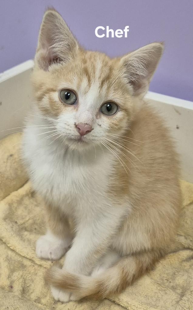 Chef, Adoptable, Kitten Male Domestic Short Hair.