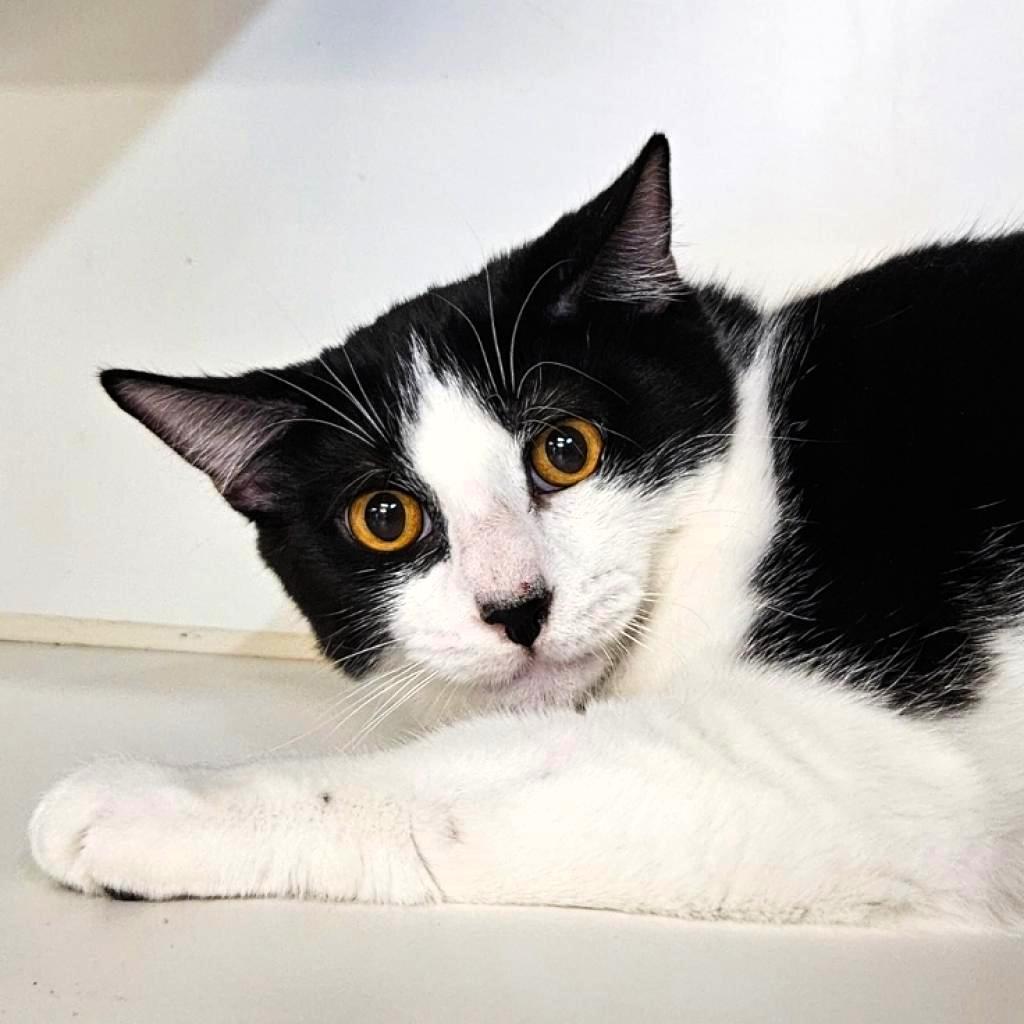 Branch, a Adoptable Domestic Short Hair in Lake Jackson, TX image 1/5