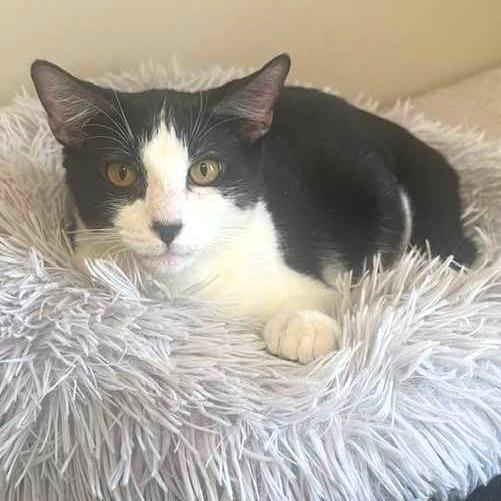 Branch, a Adoptable Domestic Short Hair in Lake Jackson, TX image 2/5