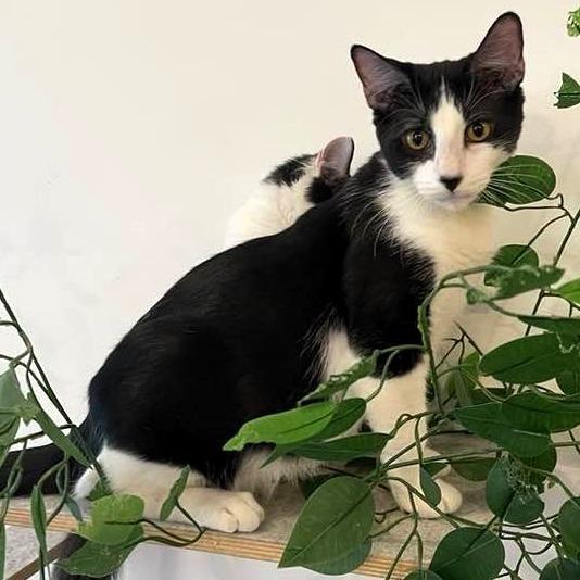 Branch, a Adoptable Domestic Short Hair in Lake Jackson, TX image 3/5