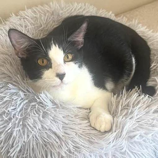 Branch, a Adoptable Domestic Short Hair in Lake Jackson, TX image 5/5