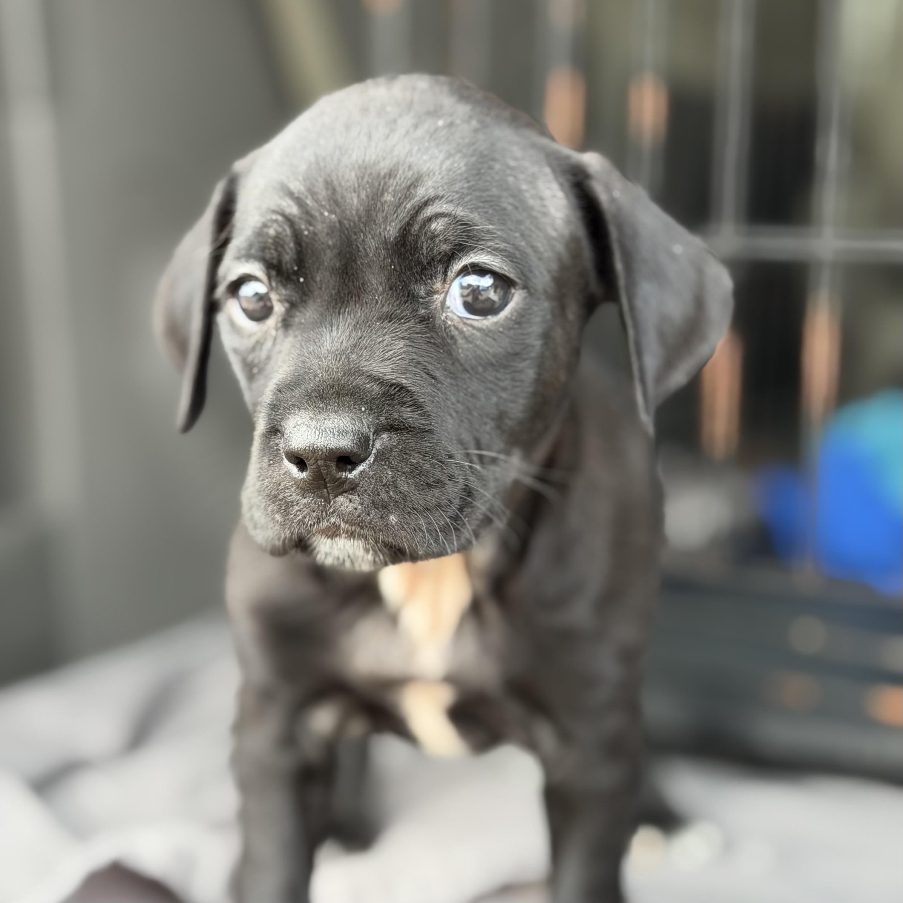 Enlarge Eos, a Adoptable mixed breed in Columbia, SC image 2/4