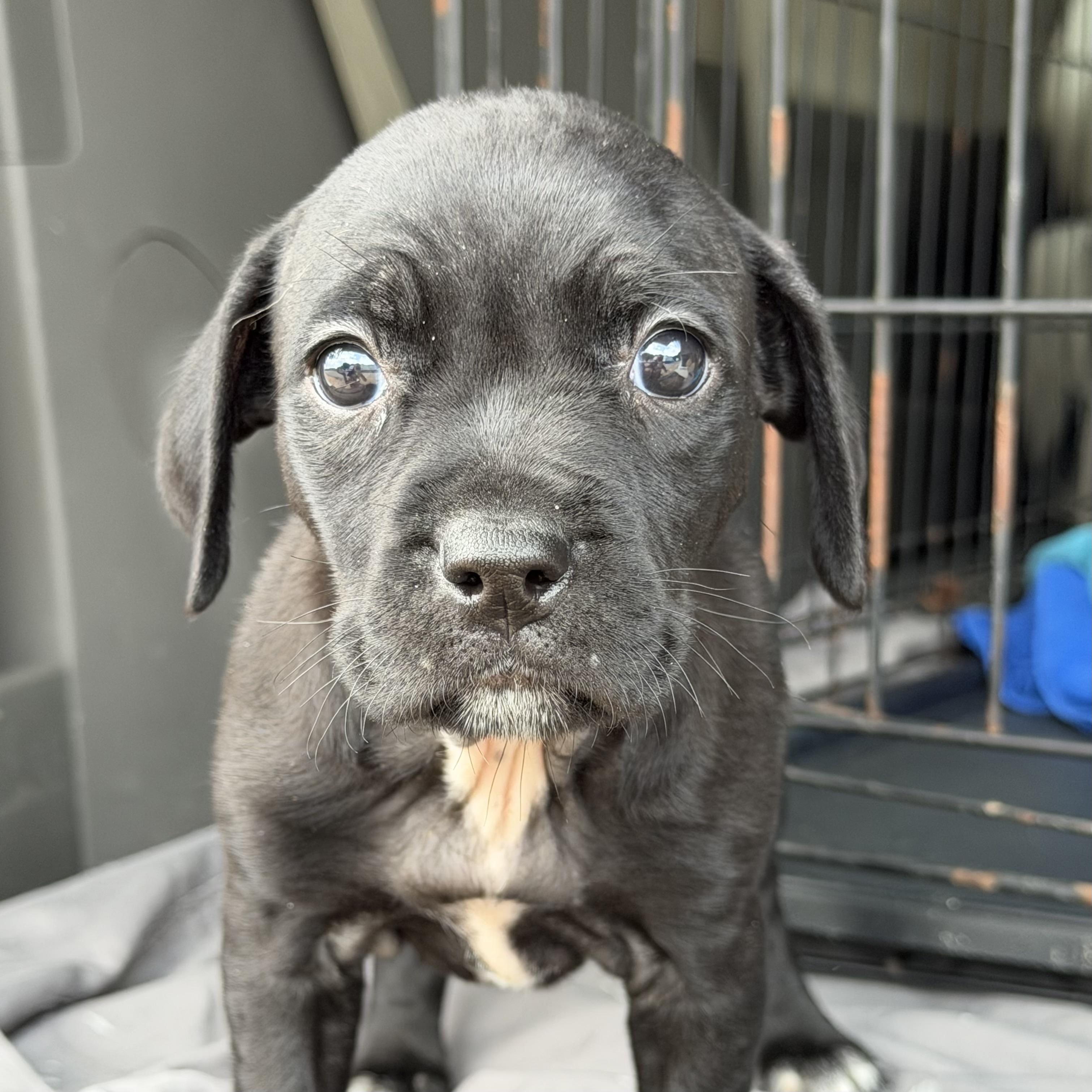 Enlarge Eos, a Adoptable mixed breed in Columbia, SC image 1/4