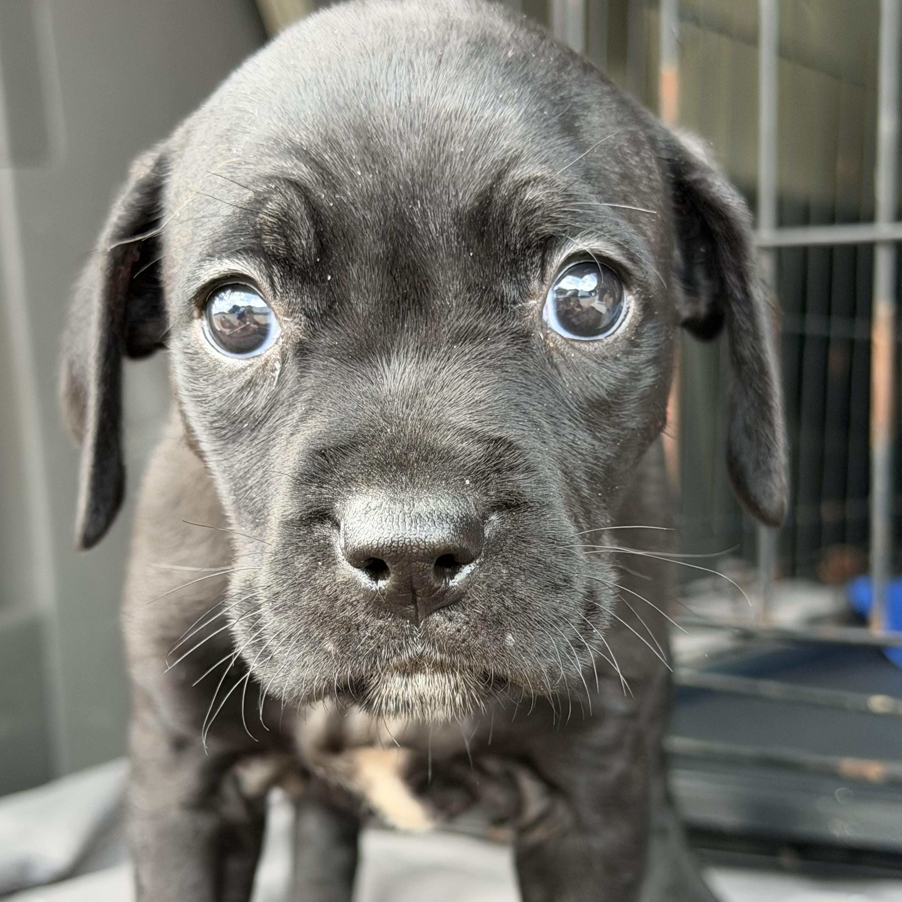 Enlarge Eos, a Adoptable mixed breed in Columbia, SC image 3/4