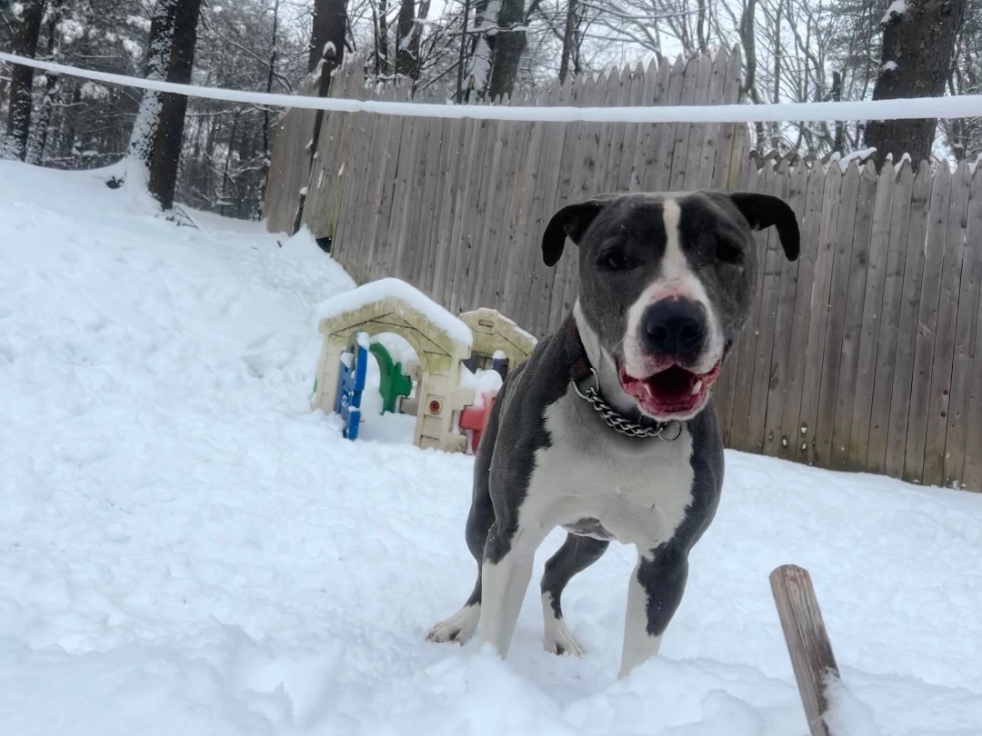 Forrest, an adoptable Pit Bull Terrier in Sturbridge, MA, 01566 | Photo Image 1