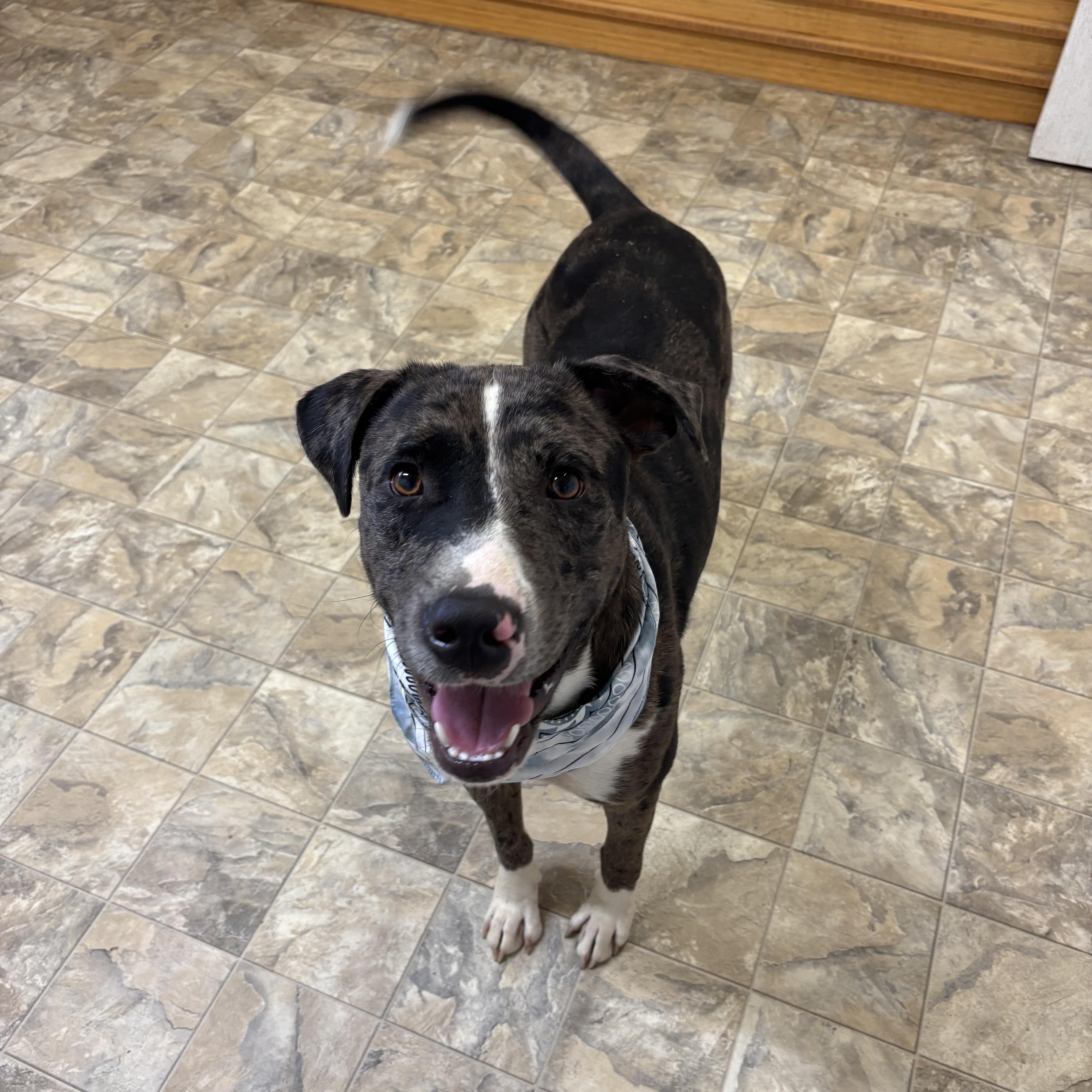 Enlarge Ollie, a Adoptable mixed breed in Pilot Point, TX image 3/4