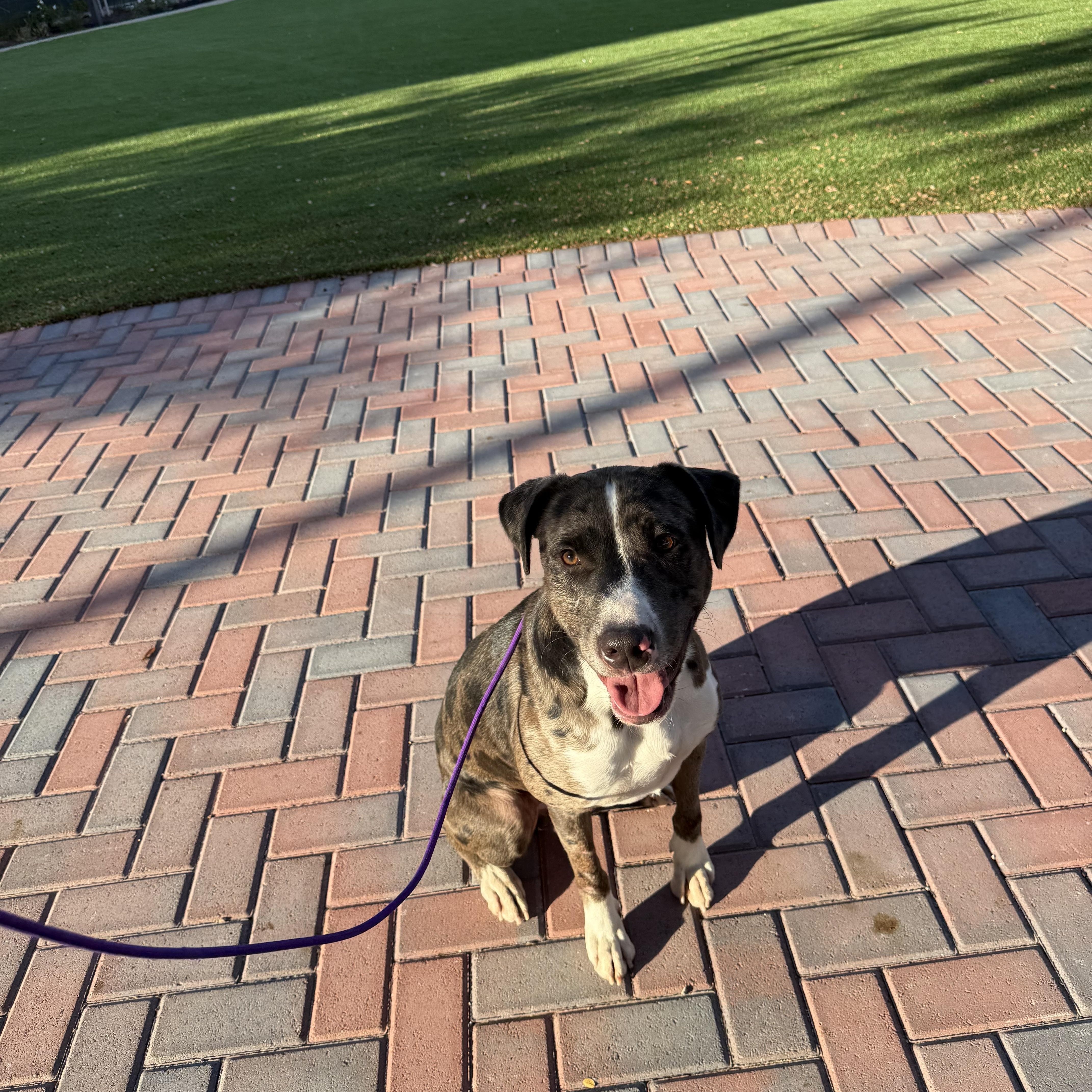 Enlarge Ollie, a Adoptable mixed breed in Pilot Point, TX image 2/4