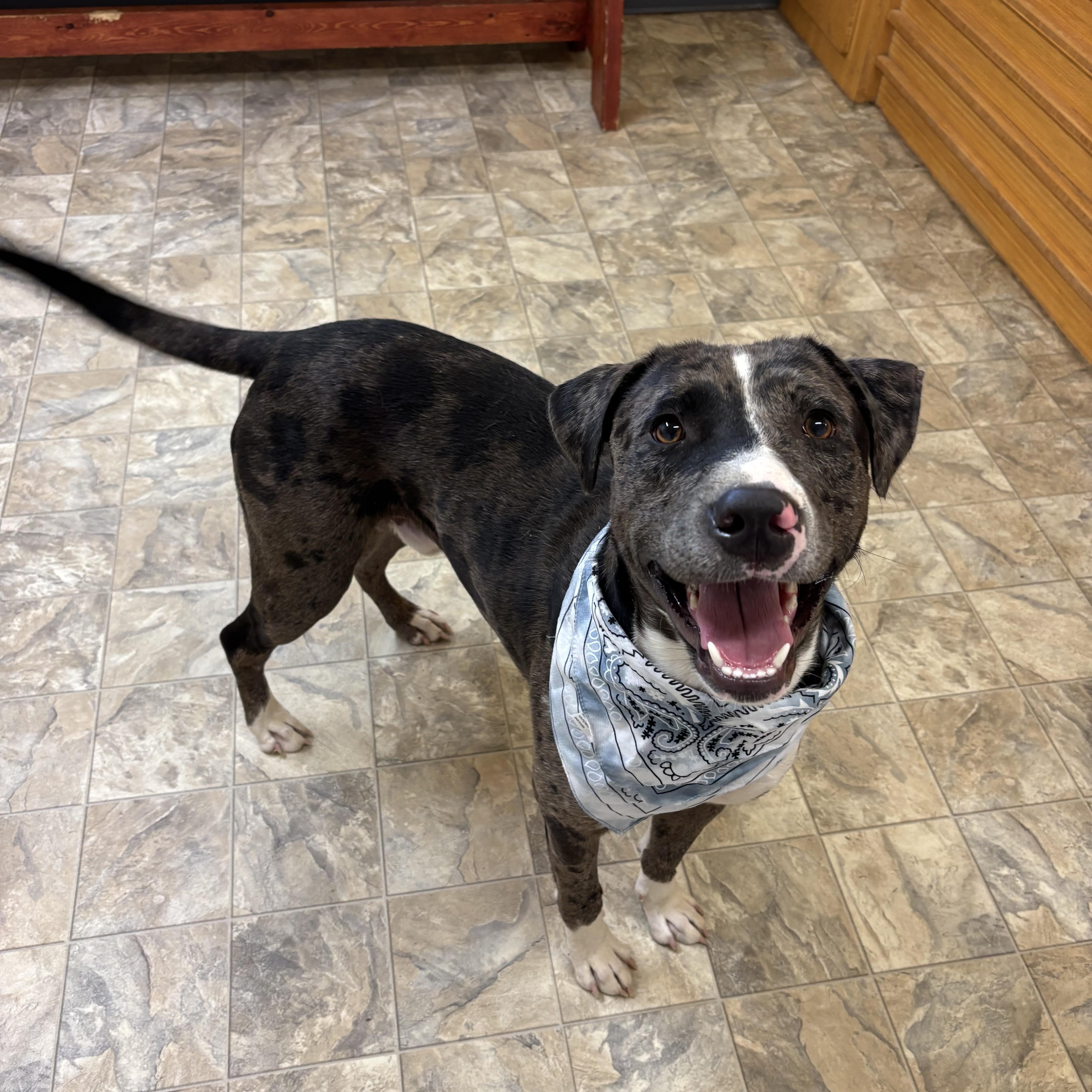 Enlarge Ollie, a Adoptable mixed breed in Pilot Point, TX image 1/4