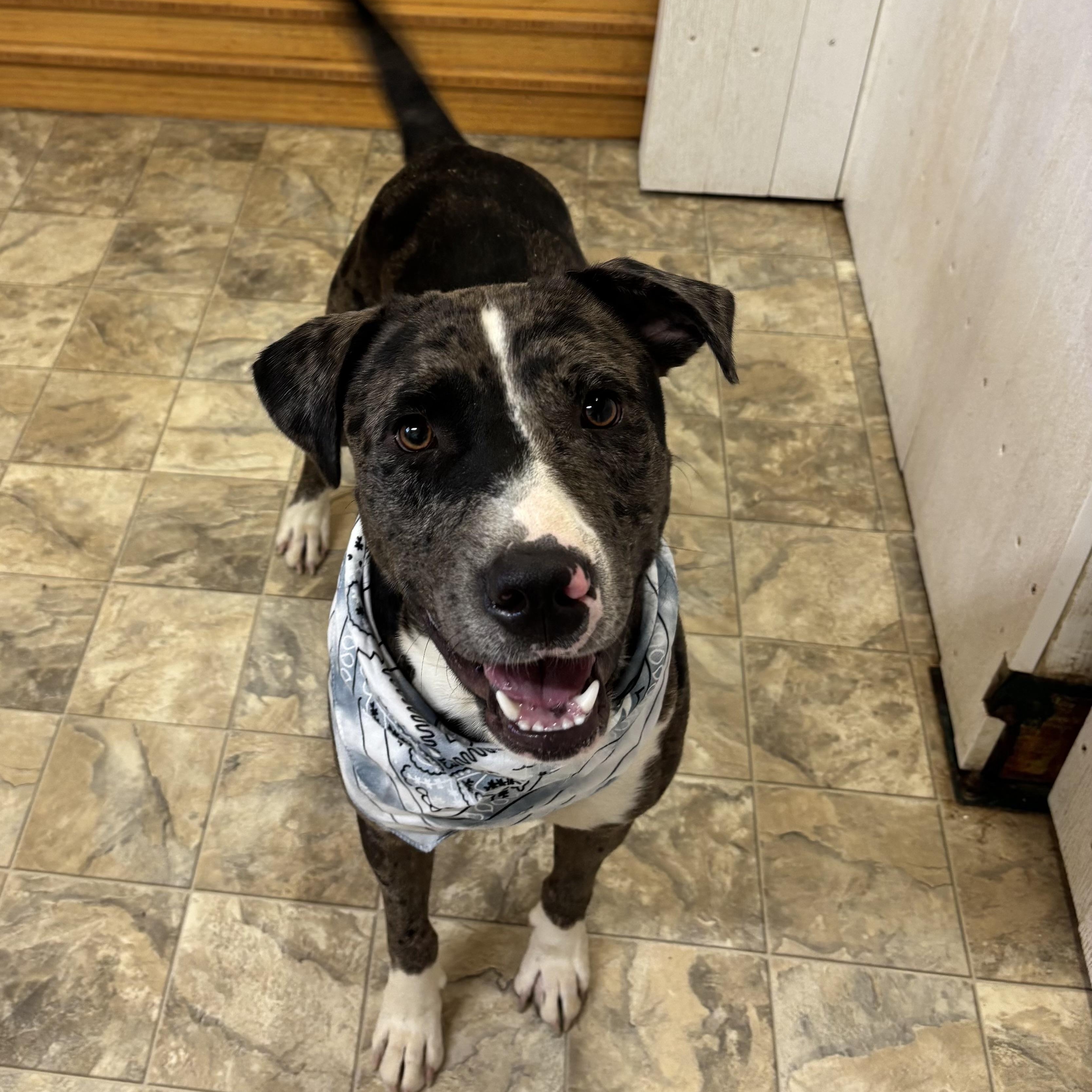 Enlarge Ollie, a Adoptable mixed breed in Pilot Point, TX image 4/4