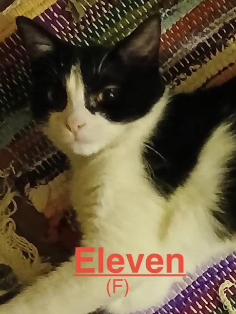 Eleven 26 photo