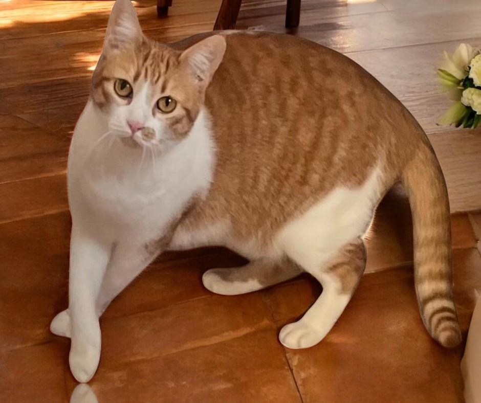 Ember — A Loving Little Flame of Warmth and Comfort